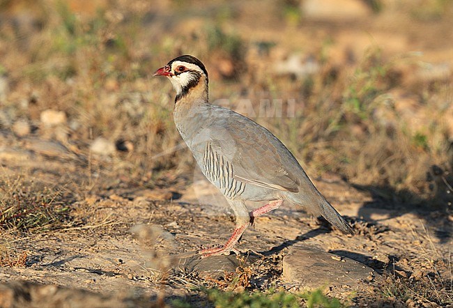 Arabian Partridge (Alectoris melanocephala) at Wadi Shaboon, Salalah, in Oman. stock-image by Agami/Aurélien Audevard,