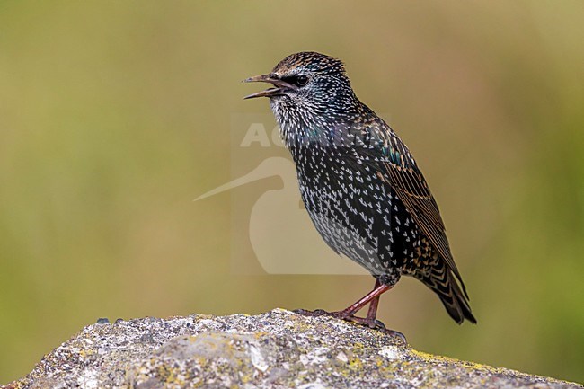 Zingende Spreeuw; Common Starling singing stock-image by Agami/Daniele Occhiato,