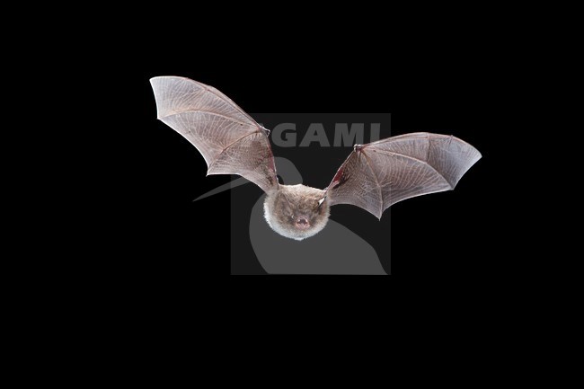 Watervleermuis vliegend, Daubenton's bat flying, stock-image by Agami/Theo Douma,