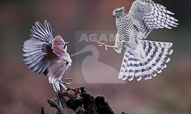 Sparrow Hawk (Accipiter nisus chasing a Jay (Garrulus glandarius) Norway October 2019 stock-image by Agami/Markus Varesvuo,