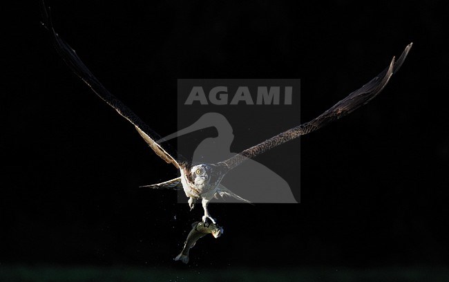 Vissende Visarend; Fishing Osprey stock-image by Agami/Jari Peltomäki,