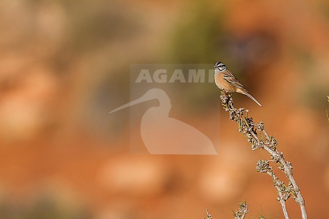 Rock Bunting -Zippammer - Emberiza cia ssp. cia, Morocco, adult male stock-image by Agami/Ralph Martin,