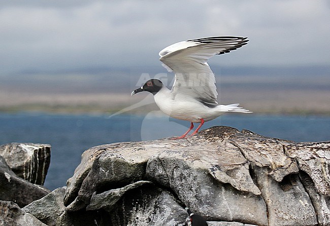Swallow-tailed Gull (Creagrus furcatus) on the Galapagos islands, Ecuador. Adult standing on a rock with an island in the background. stock-image by Agami/Dani Lopez-Velasco,