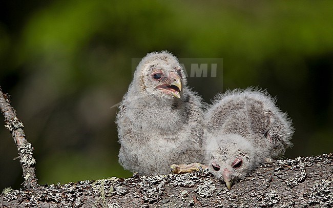 Ural Owl (Strix uralensis liturata) two chicks perched on a branch waiting to be ringed at Västmanland, Sverige stock-image by Agami/Helge Sorensen,