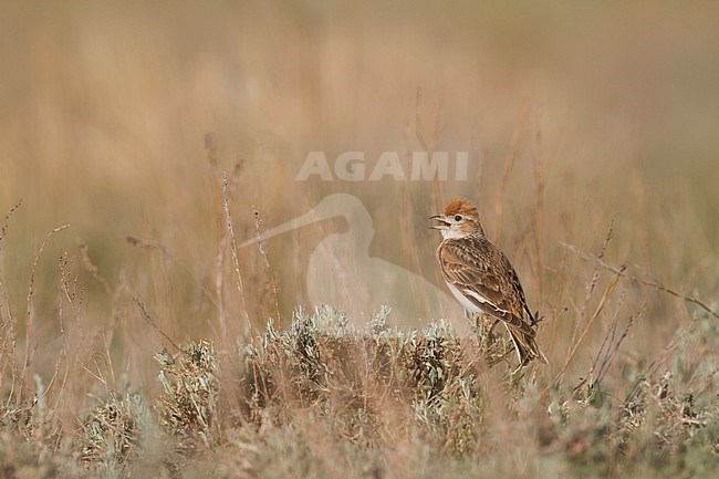 White-winged Lark - Weißflügellerche - Melanocorypha leucoptera, Kazakhstan, male stock-image by Agami/Ralph Martin,