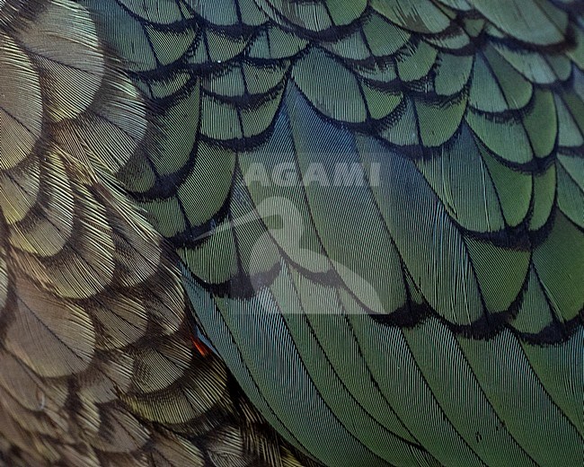 Kea (Nestor notabilis) on South Island, New Zealand. Close-up of its beautiful feathers. stock-image by Agami/Marc Guyt,
