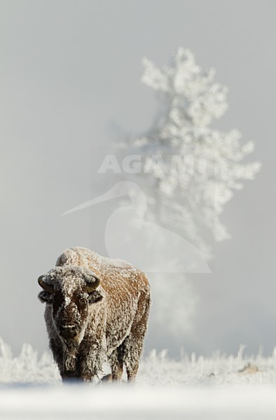 Amerikaanse bizon in de sneeuw, American bison in the snow stock-image by Agami/Danny Green,