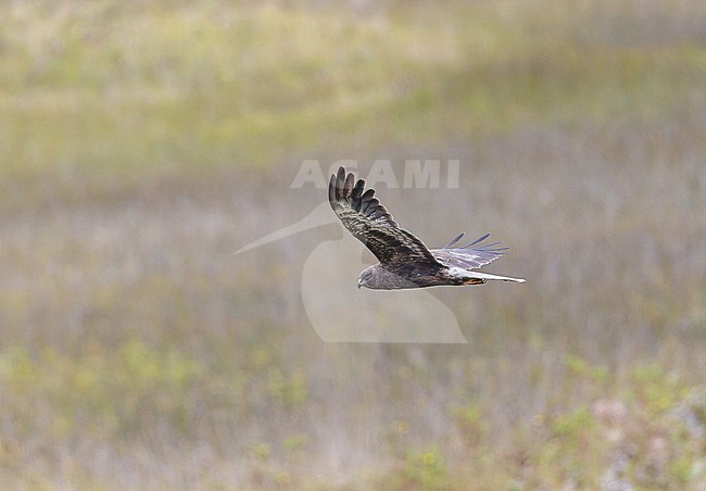 Papuan Harrier (Circus spilothorax) in Papua New Guinea. stock-image by Agami/Pete Morris,