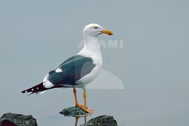 Adult
Imperial Co., CA
January 1995 stock-image by Agami/Brian E Small,