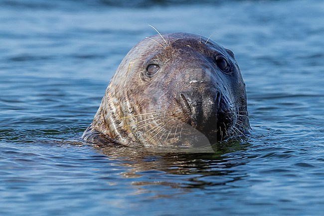 Adult male Eastern Atlantic Grey Seal (Halichoerus grypus macrorhynchus) in spy hopping mood, Browersdam, Zeelandthe Netherlands. stock-image by Agami/Vincent Legrand,