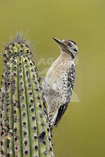 Adult female Ladder-backed Woodpecker (Dryobates scalaris)
Baja California Sur, Mexico stock-image by Agami/Brian E Small,