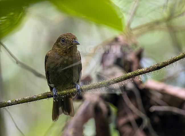 Russet-winged Schiffornis (Schiffornis stenorhyncha) in Colombia. stock-image by Agami/Pete Morris,