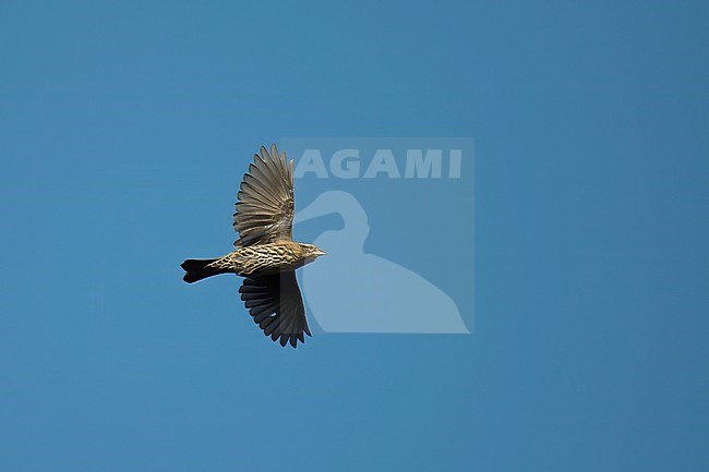Adult female Red-winged Blackbird (Agelaius phoeniceus) in flight against blue sky during autumn migration. stock-image by Agami/Kari Eischer,