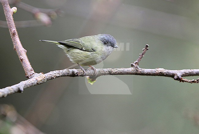 Green Shrike-babbler (Pteruthius xanthochlorus) in Northeast India. stock-image by Agami/James Eaton,