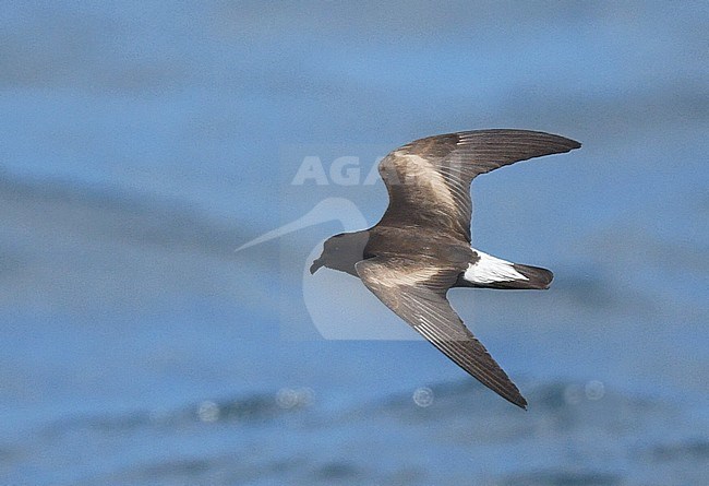 Wedge-rumped Storm Petrel (Oceanodroma tethys) in flight over the Pacific ocean off the Galapagos islands. stock-image by Agami/Laurens Steijn,