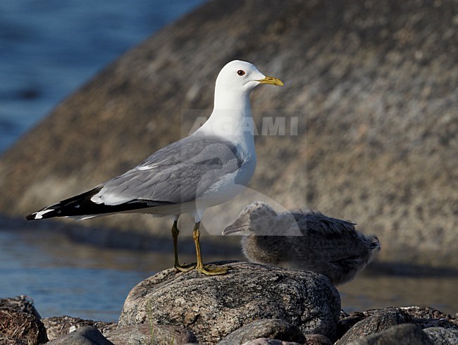 Stormmeeuw met jong; Mew Gull with chick stock-image by Agami/Markus Varesvuo,