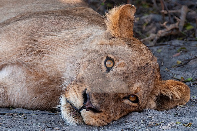 Close up portrait of a lion, Panthera leo, lying down, resting. Chobe National Park, Botswana. stock-image by Agami/Sergio Pitamitz,