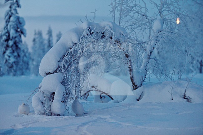 Moerassneeuwhoen in de sneeuw; Willow Ptarmigan in the snow stock-image by Agami/Markus Varesvuo,