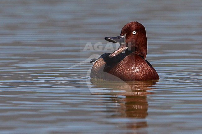 Witoogeend; Aythya nyroca; Ferruginous Duck stock-image by Agami/Daniele Occhiato,