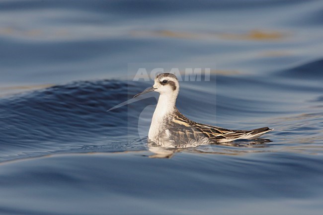 Zwemmende onvolwassen Grauwe Franjepoot; Swimming immature Red-necked Phalarope stock-image by Agami/Arie Ouwerkerk,