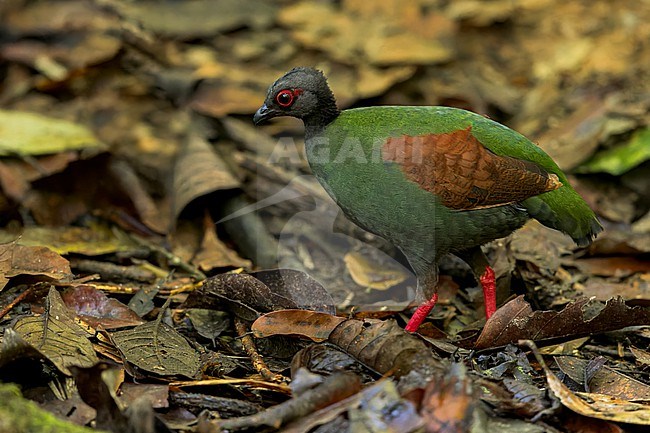 Crested Partridge (Rollulus rouloul) On the forest floor in Borneo stock-image by Agami/Dubi Shapiro,