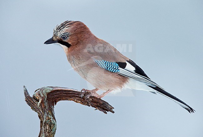 Gaai op een tak, Eurasian Jay on a branch stock-image by Agami/Markus Varesvuo,