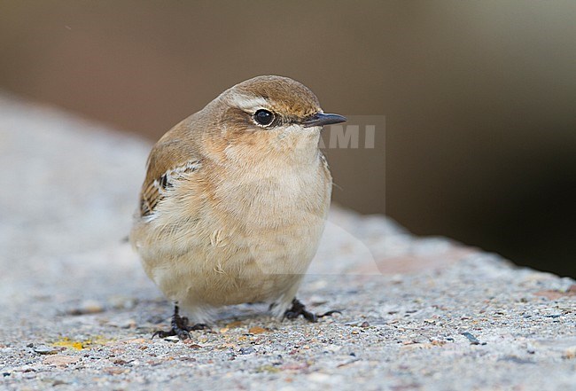 Northern Wheatear - Steinschmätzer - Oenanthe oenanthe, Germany stock-image by Agami/Ralph Martin,