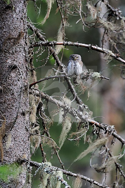 Eurasian Pygmy Owl, Dwerguil stock-image by Agami/Jari Peltomäki,