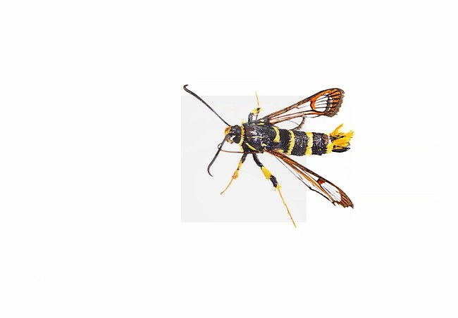 Yellow-legged Clearwing, Synanthedon vespiformis stock-image by Agami/Wil Leurs,