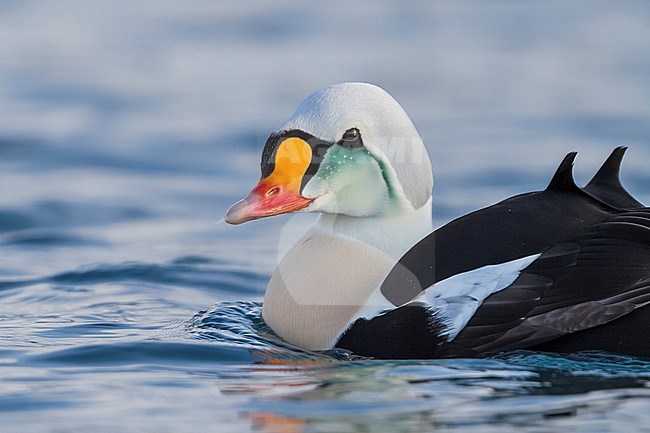 King Eider - Prachteiderente - Somateria spectabilis, Norway, adult male stock-image by Agami/Ralph Martin,