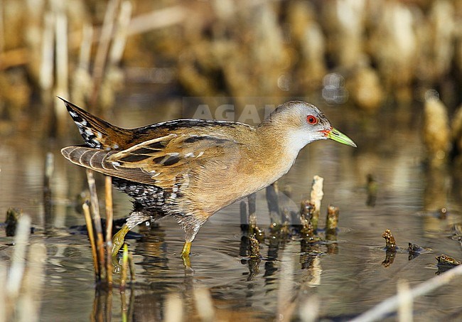 Female Little Crake (Porzana parva) at Hyères - France stock-image by Agami/Aurélien Audevard,