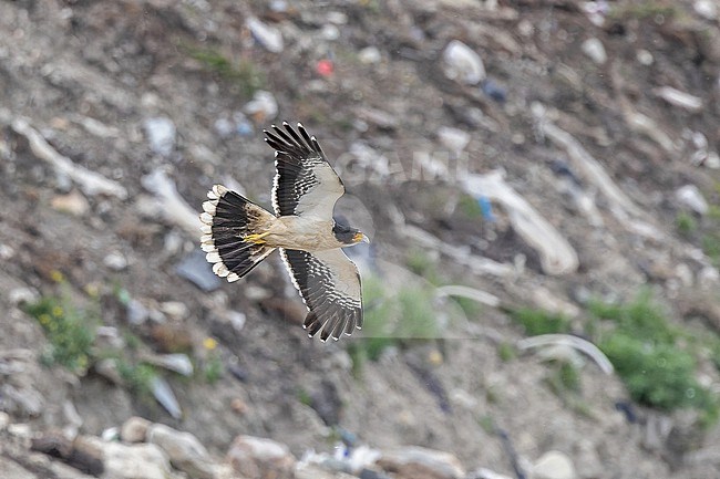 White-throated Caracara (Phalcoboenus albogularis) in Patagonia, Argentina. stock-image by Agami/Pete Morris,