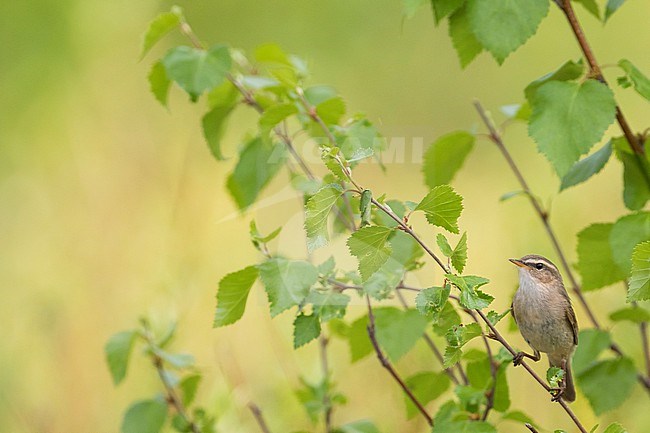 Dusky Warbler - Dunkellaubsänger -Phylloscopus fuscatus fuscatus, Russia (Baikal), adult stock-image by Agami/Ralph Martin,