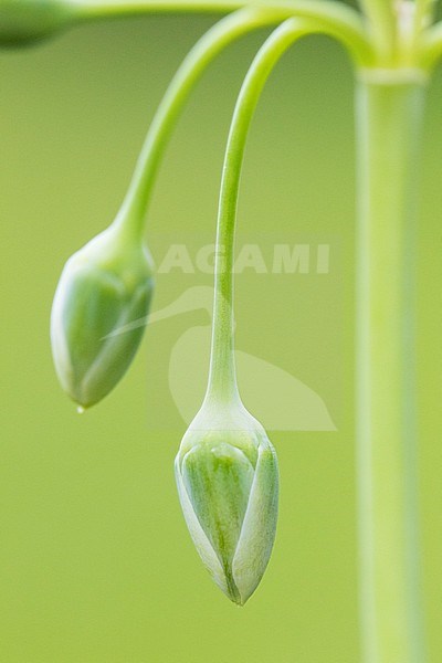 honey garlic flower buds stock-image by Agami/Wil Leurs,