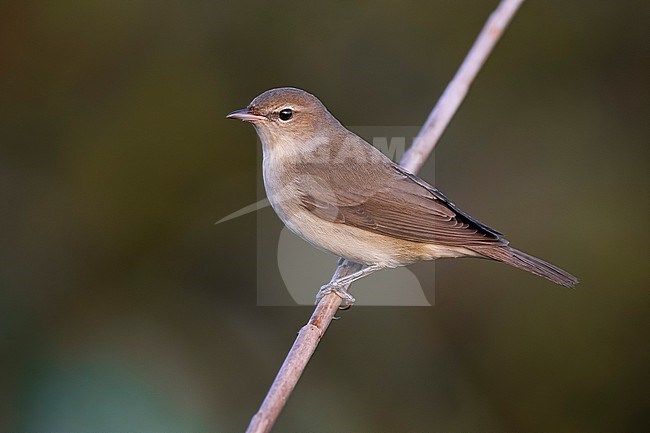 Garden Warbler (Sylvia borin) in Italy. stock-image by Agami/Daniele Occhiato,