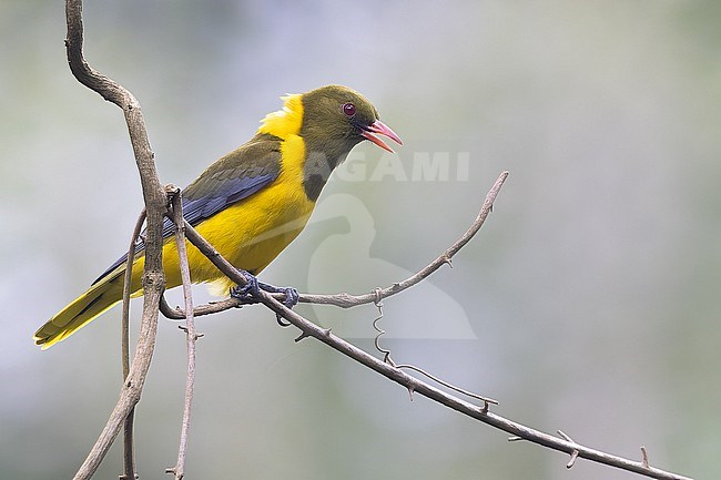 Green-headed Oriole (Oriolus chlorocephalus) perched on a branch in Tanzania. stock-image by Agami/Dubi Shapiro,