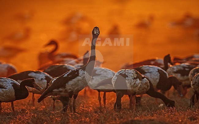 Ekstergans, Magpie Goose, Anseranas semipalmata stock-image by Agami/Georgina Steytler,