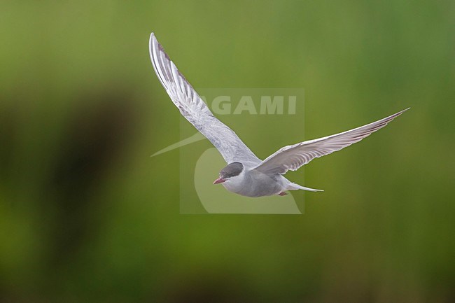 Witwangstern; Whiskered Tern; Chlidonias hybrida stock-image by Agami/Daniele Occhiato,