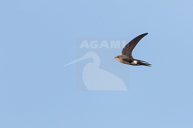 Pacific Swift - Pazifiksegler - Apus pacificus ssp. pacificus, Russia, adult stock-image by Agami/Ralph Martin,