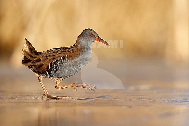 Water Rail on the ice stock-image by Agami/Chris van Rijswijk,
