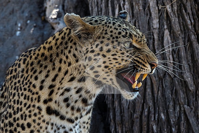 A leopard, Panthera pardus, baring its teeth. Khwai Concession, Okavango Delta, Botswana stock-image by Agami/Sergio Pitamitz,