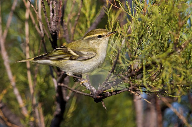 Bladkoning; Yellow-browed Warbler; Phylloscopus inornatus stock-image by Agami/Daniele Occhiato,