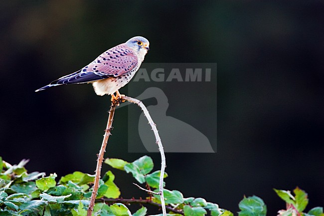 Torenvalk mannetje zittend op taki; Common Kestrel male perched on a branch stock-image by Agami/Menno van Duijn,