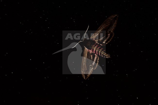 Vliegende Ligusterpijlstaart, Flying Privet Hawk Moth stock-image by Agami/Rob de Jong,