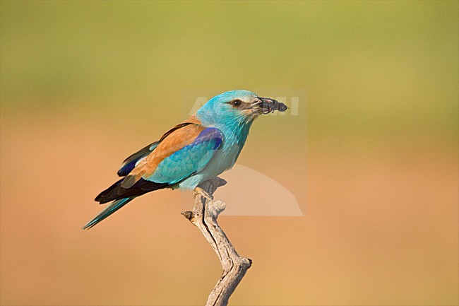 Scharrelaar met prooi op tak; European Roller with prey on perch stock-image by Agami/Marc Guyt,