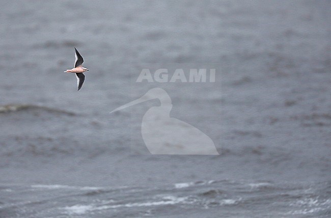 Ross's Gull (Rhodostethia rosea) during autumn migation past Barrow, Alaska, North America. stock-image by Agami/Chris van Rijswijk,