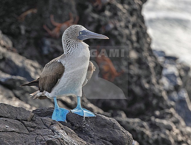 Blue-footed Booby, Sula nebouxii, on the Galapagos Islands, part of the Republic of Ecuador. stock-image by Agami/Pete Morris,