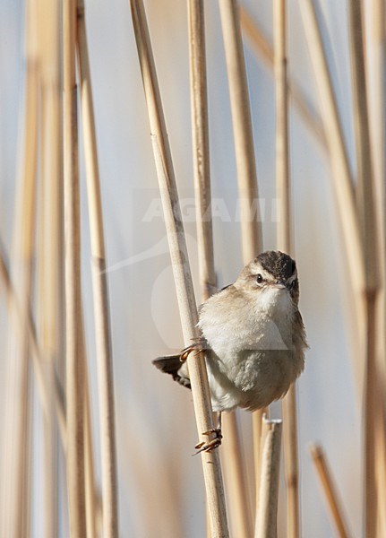 Rietzanger in rietstengel; Sedge Warbler in reed stem stock-image by Agami/Markus Varesvuo,