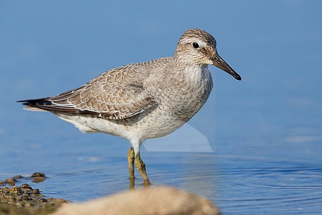 Red Knot, Juvenile standing in the water, Campania, Italy (Calidris canutus) stock-image by Agami/Saverio Gatto,