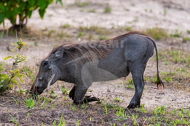 A warthog, Phacochoerus africanus, grazing. Khwai Concession, Okavango Delta, Botswana. stock-image by Agami/Sergio Pitamitz,